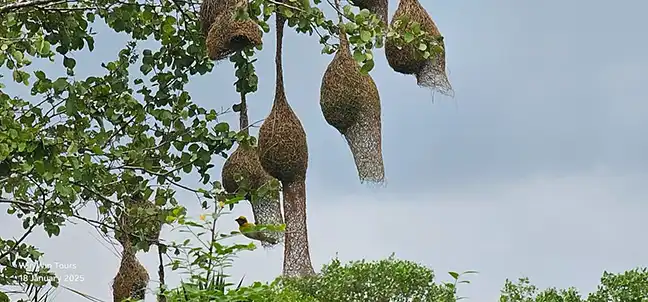 Ella Tour with Win Win Tours